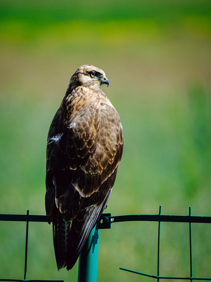 GFX系列最轻巧1亿像素中画幅 富士GFX100S II无反评测