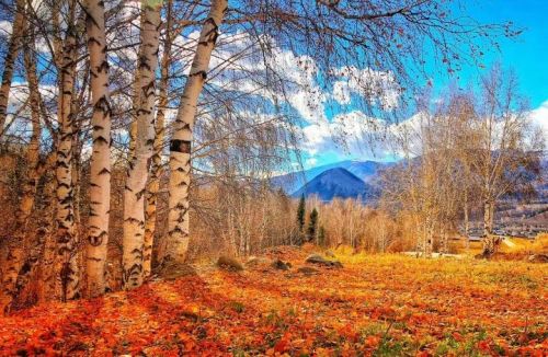 人间仙境—喀纳斯之秋