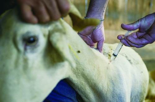 蓝舌病在欧洲6国迅速蔓延