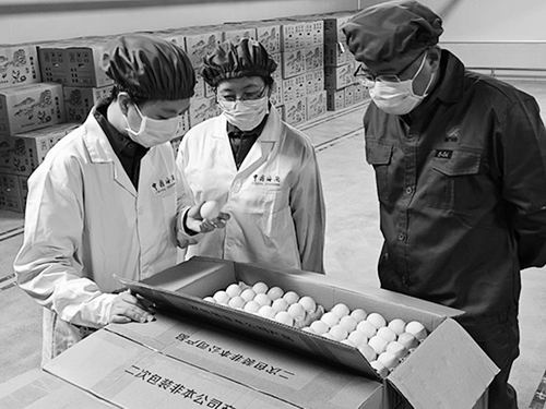 我国自主培育“广明2号”白羽肉鸡投放海外市场