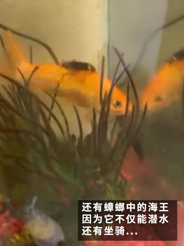 昨晚梦见一女的放了一条小蛇到我肚子里,探索梦境背后的深层含义 昨晚梦见一女的放了一条小蛇到我肚子里,探索梦境背后的深层含义