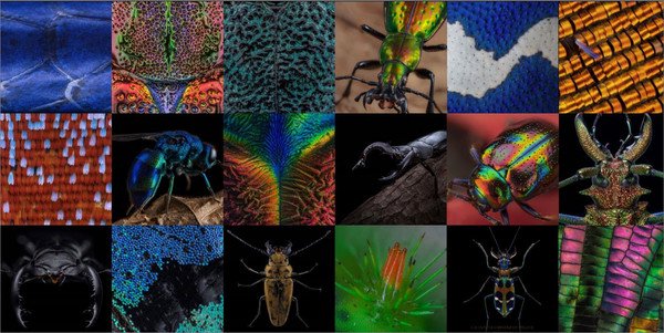 轻松拿捏35亿像素+超高色准 华硕电脑助力超微昆虫摄影展