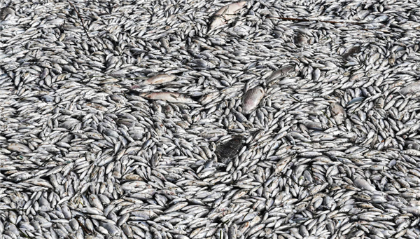 超百吨死鱼溢满希腊港口!恶臭已席卷整座城