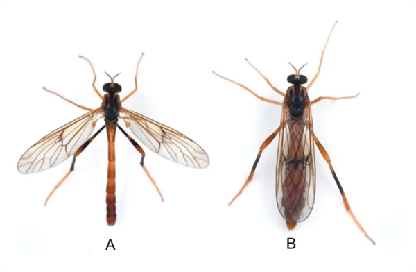 新物种!云南大理发现苍山潜穴虻:以小型无脊椎动物为食