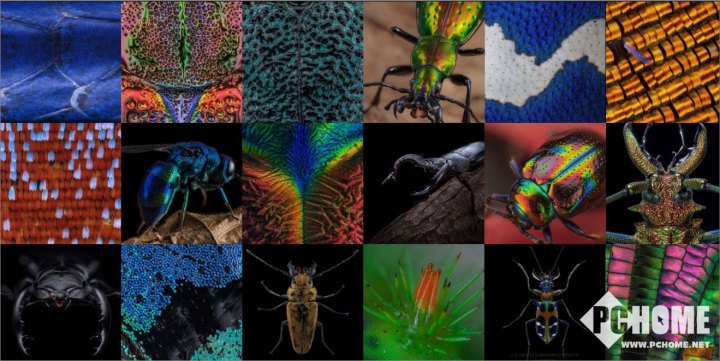 超强性能超清显示 华硕电脑助力超微昆虫摄影展