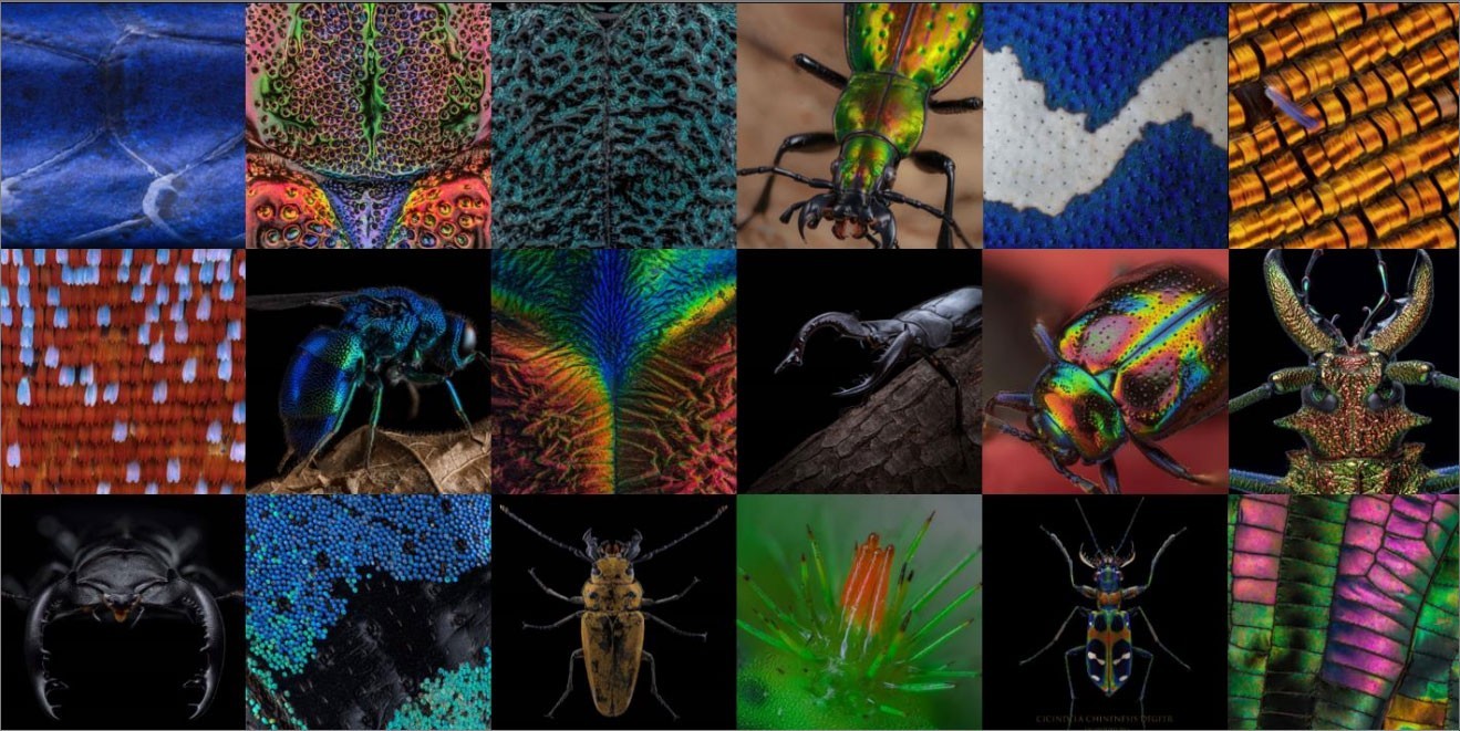 华硕电脑助力超微昆虫摄影展 领略35亿像素下的昆虫之美