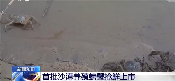 吃货福音!新疆塔克拉玛干沙漠养出了大螃蟹