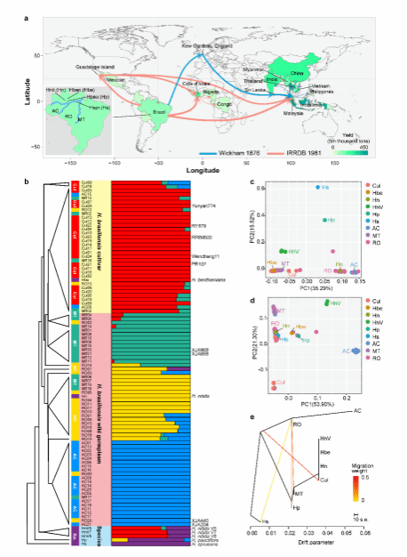 科研人员在橡胶树种质遗传多样性和产胶进化研究上取得新进展