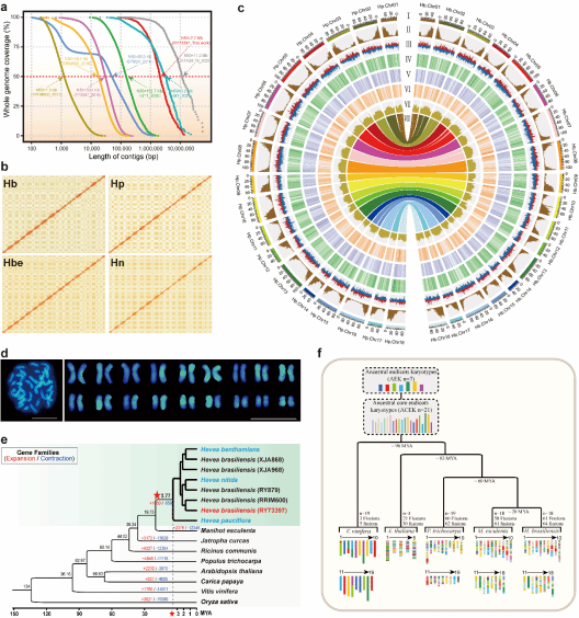 科研人员在橡胶树种质遗传多样性和产胶进化研究上取得新进展