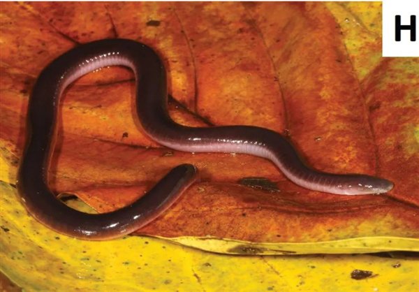 蛇属于有脊椎还是无脊椎动物 4767-adc3462ca8056cdb3277fab8e62464d4.jpg