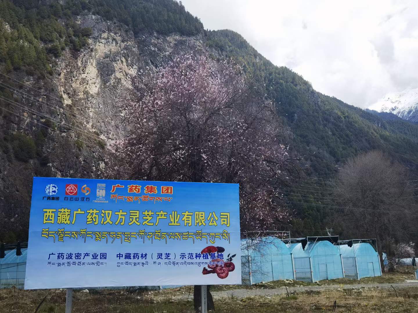 西藏广药汉方灵芝种植基地