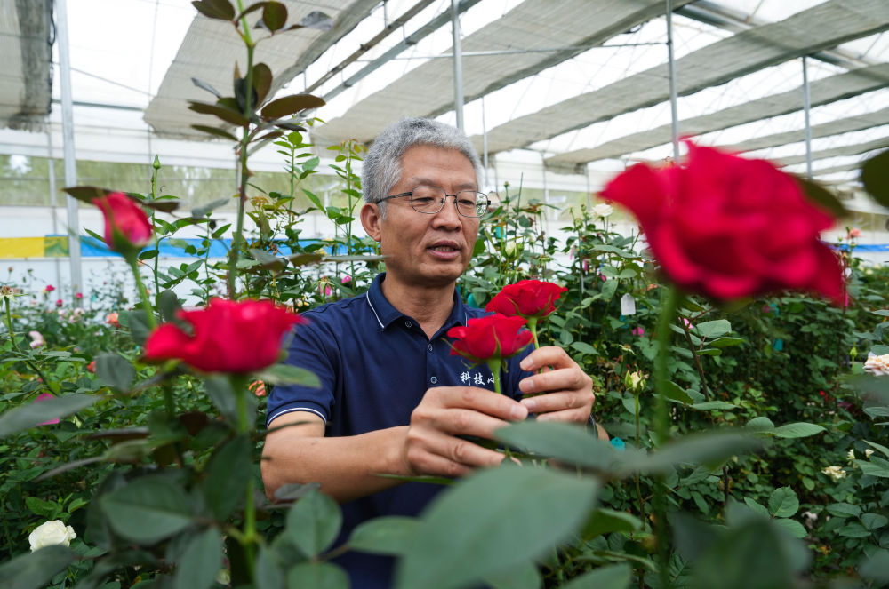 8月23日,高俊平在云南晋宁花卉产业现代化示范园内查看月季新品种的生长情况。新华社记者陈欣波 摄