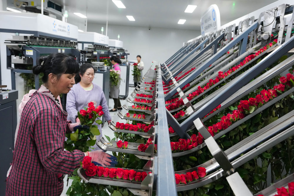 在云南晋宁花卉产业现代化示范园采后处理中心,花农们将分拣好的鲜花取下(8月23日摄)。新华社记者陈欣波 摄