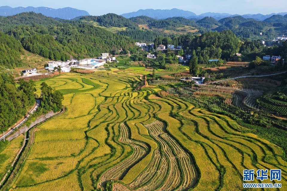   圖為鹹豐縣坪壩營鎮土司壩村的梯田風光。新華網發 李維君攝