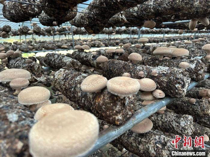 臨縣將食用菌確定為發展特優農業的關鍵領域。劉小紅攝
