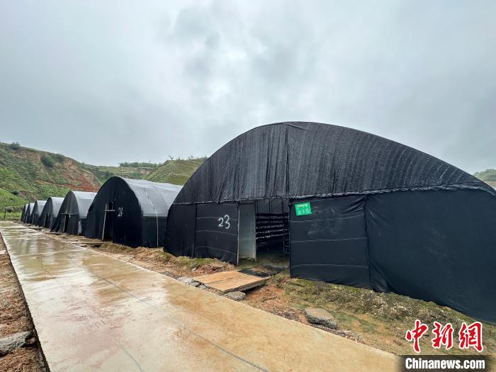 臨縣推動全縣食用菌產業規模化、標準化、產業化、園區化發展。劉小紅攝