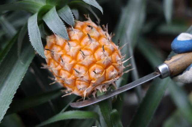 凤梨要怎么种 de1f-24a09186ef6949f840caad691f8d240c.jpg