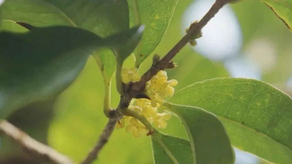 2024年秋天,杭州第一朵桂花在少兒公園開放 圖源:「錢江晚報」微信公眾號