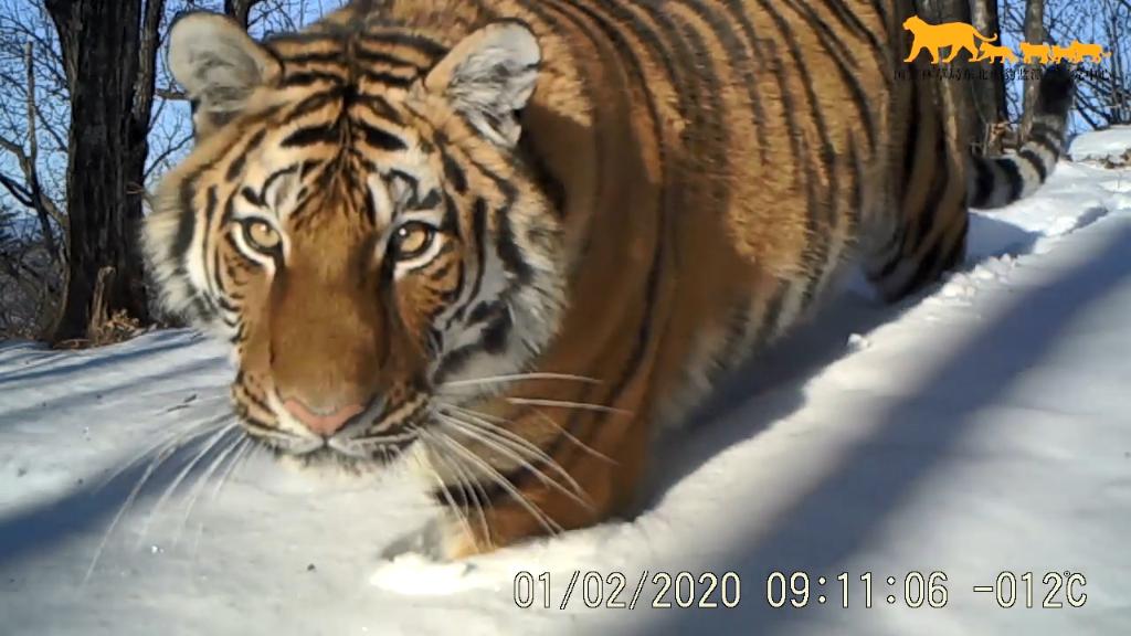 這是2020年1月2日在東北虎豹國家公園內監測到的野生東北虎。新華社發