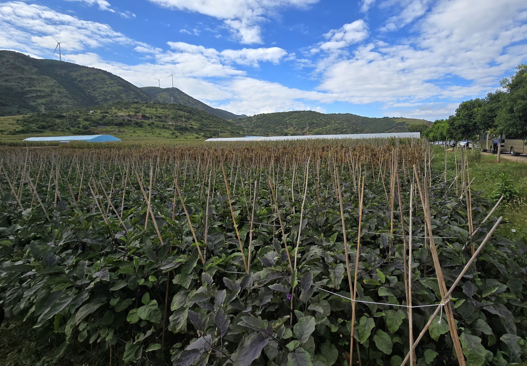 迤沙拉村的茄子、四季豆等蔬菜种植规模不断扩大。邵明亮 摄