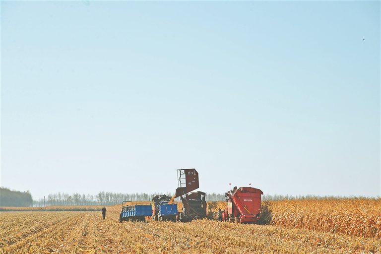 綏化：金秋糧歸倉，處處皆豐景