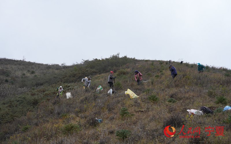 工人在種植山桃和沙棘樹苗。人民網記者 穆國虎攝