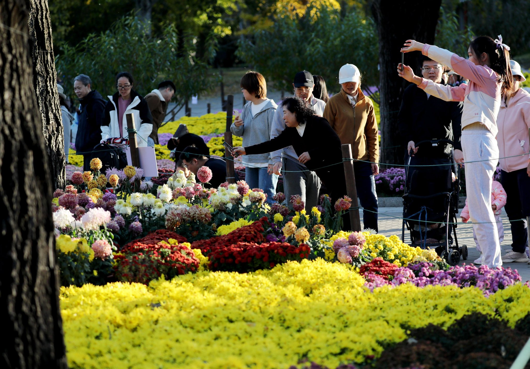 精品菊展区吸引游人驻足拍照。