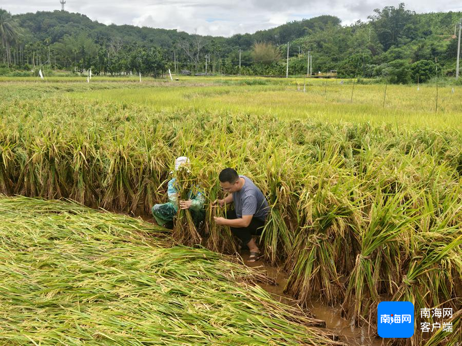 　强降雨后，三亚农技专家指导农户捆绑倒伏水稻。三亚市农业农村局供图