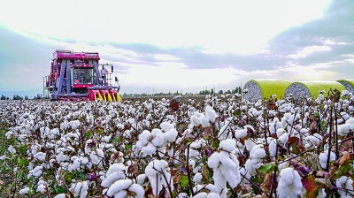 　　9月25日，棉花种植户驾驶采棉机在新疆生产建设兵团第五师九〇团采收新棉兵团日报全媒体记者 陈洋摄