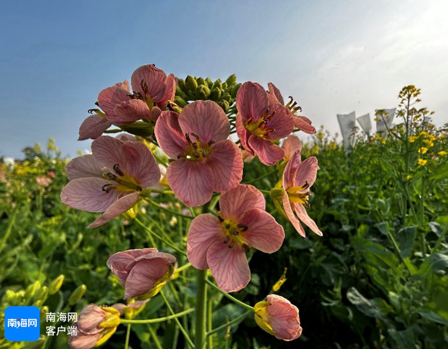 神农种业培育的彩色油菜。神农种业供图
