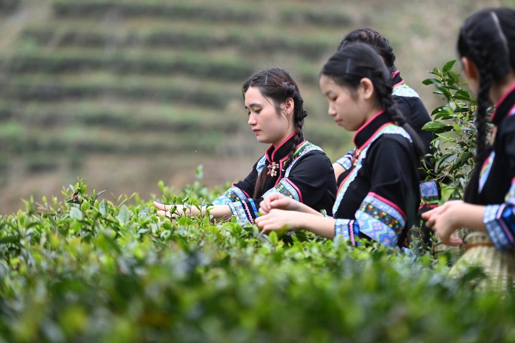 在梧州市苍梧县六堡镇山坪村,大学生在体验采茶(3月25日摄)。新华社记者 黄孝邦 摄