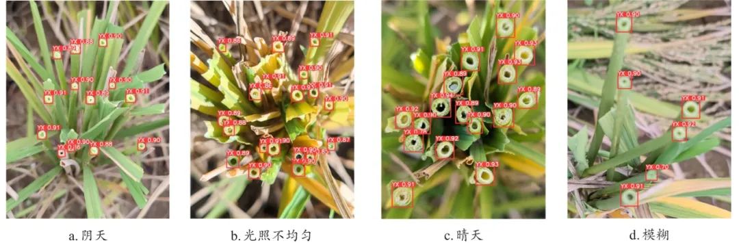 图12 Ghost-YOLOv8模型预测结果