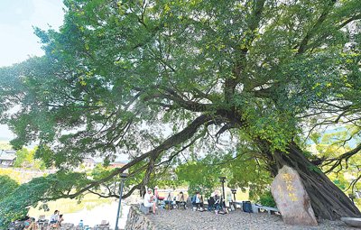 在福建官洋村雲水謠景區，學生和遊客在榕樹下寫生。新華社記者 桑治為偉攝