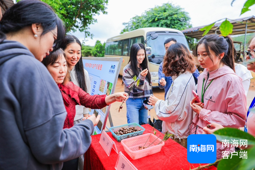 网媒行代表了解海南橡胶邦溪种苗基地内种苗如何培育。主办方供图