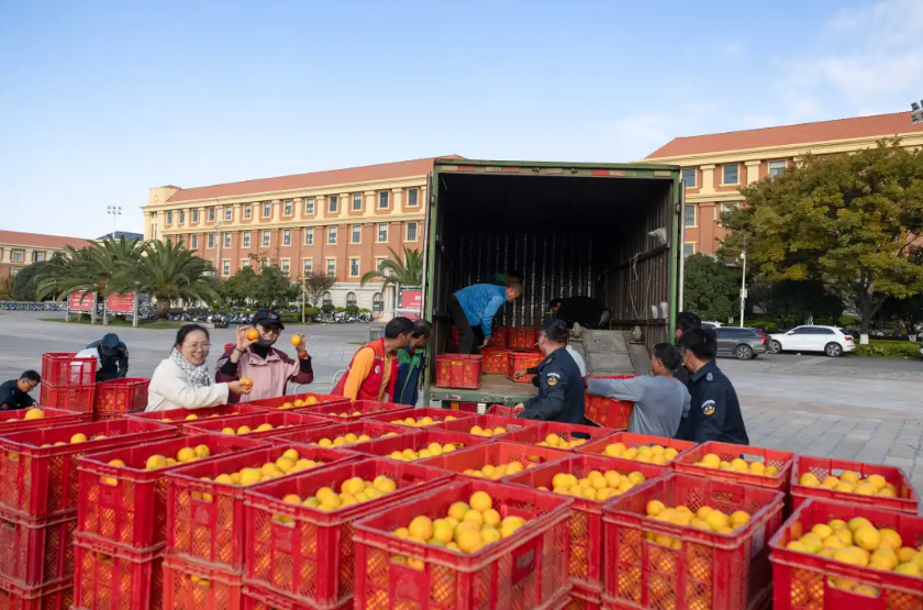 褚橙分運到各個學院 雲南大學供圖