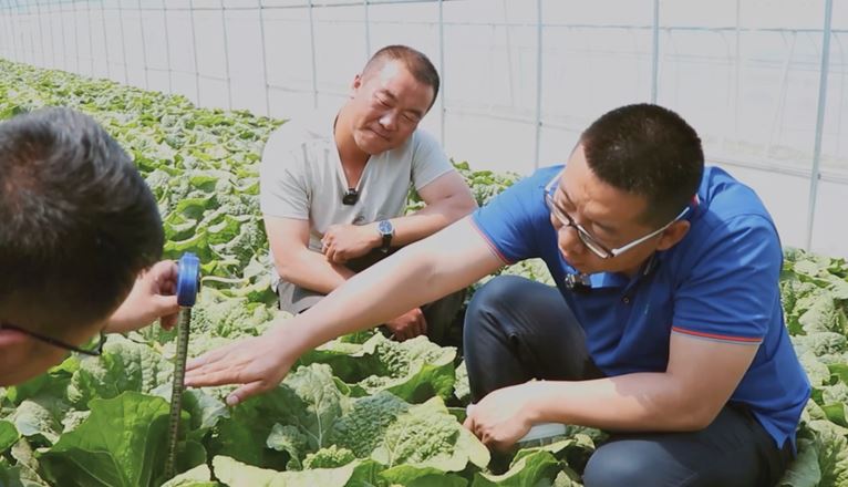 新洋丰农艺师在田间地头提供技术服务