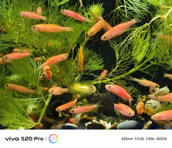 vivo S20 Pro上手:人像摄影一骑绝尘 3000档位不二之选 第22张 vivo S20 Pro上手:人像摄影一骑绝尘 3000档位不二之选 第22张