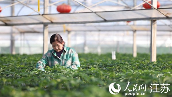 四季春農業園里，葉明蘭在打理草莓。人民網餘樂攝