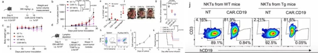 圖｜CAR-NKT 細胞比 CAR-T 細胞表現出更優異的抗腫瘤效果（來源：Nature Cancer）