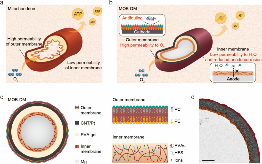 圖丨線粒體激發電池的示意圖和結構表徵（來源：Advanced Materials）