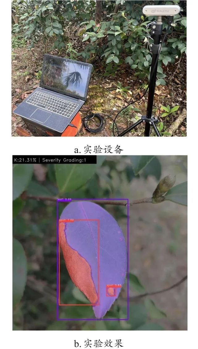 图9 油茶叶片炭疽病严重程度分级实验