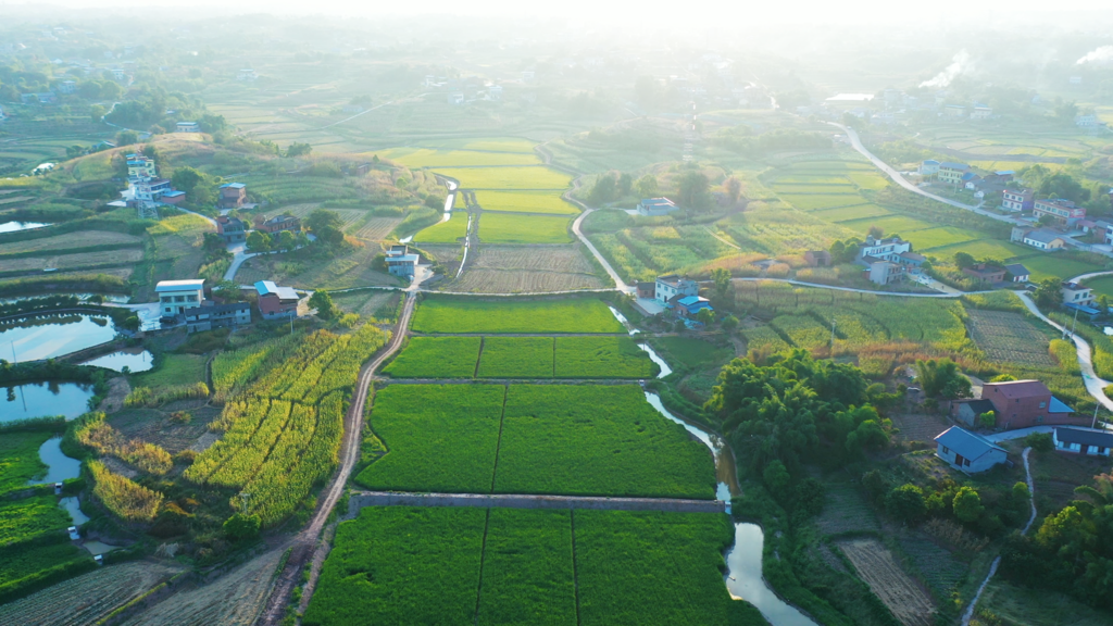 瀘永園區稻魚綜合種養基地。市農業農村委供圖