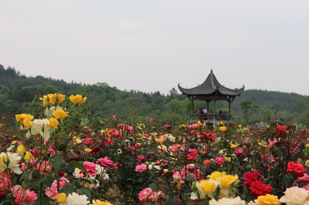   珩琅山玫瑰穀風光。新華網發（龍銀海 攝）