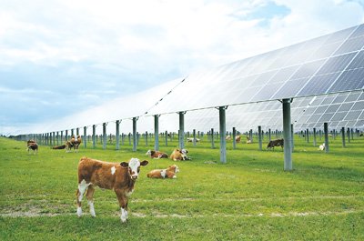 圖為牛群在河北省圍場滿族蒙古族自治縣禦道口鎮附近的一處「牧光互補」光伏發電場吃草。新華社記者 楊世堯攝