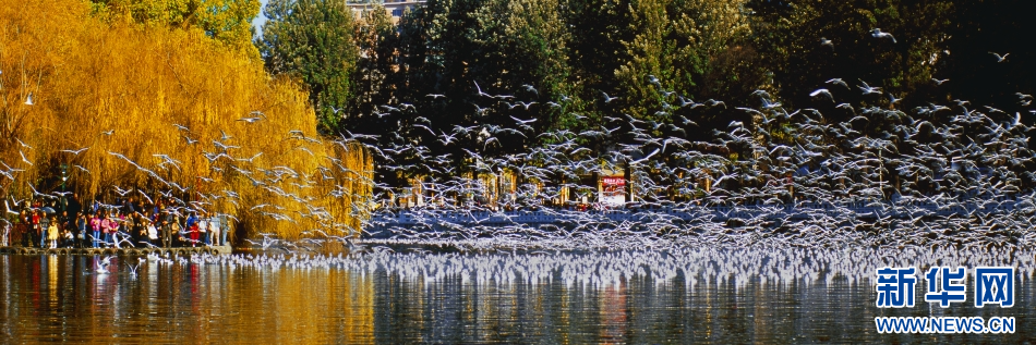 昆明翠湖公園，海鷗飛舞。新華網發（昆明市五華區融媒體中心 供圖）