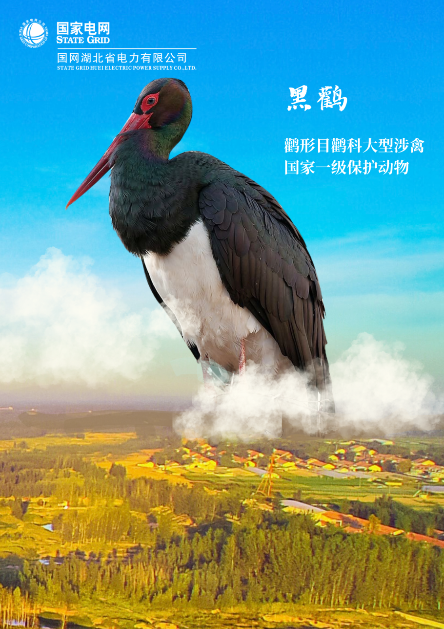 一只候鸟的独白