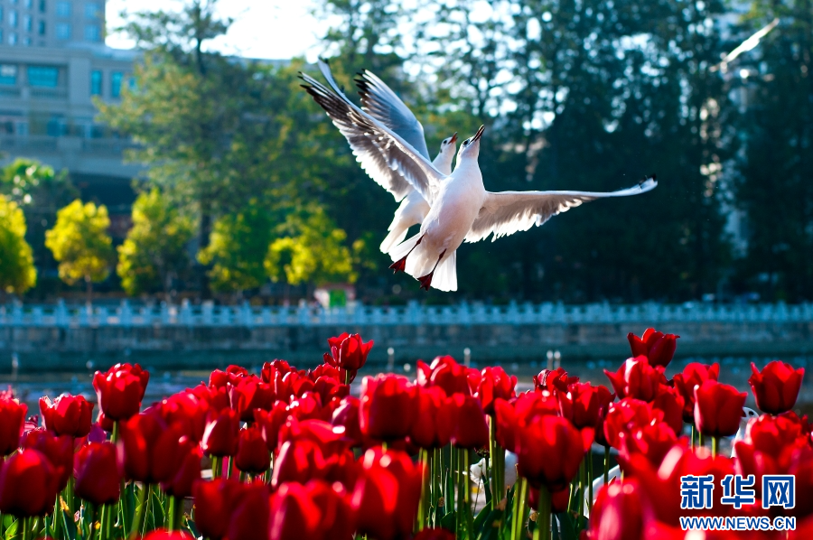 昆明翠湖公園，鬱金香盛放，海鷗飛舞。新華網發（昆明市五華區融媒體中心 供圖）
