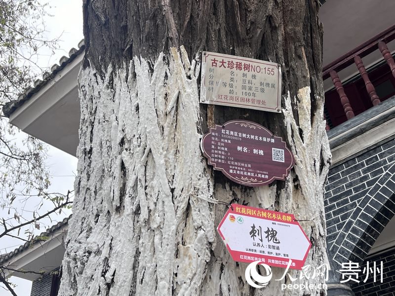 百歲大槐樹上掛著認養牌。配備日常管護人及時發現隱患,促進樹木健康生長。人民網陳潔泉攝