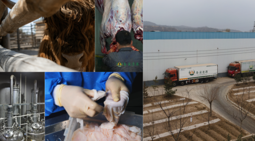 ▲屠宰後的牛肉排除乳酸，更加鮮嫩可口。楊昕雨/攝