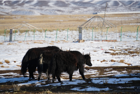 ▲甘肅臨夏牧場，犛牛食用天然牧草，飲用雪山融水。楊昕雨/攝